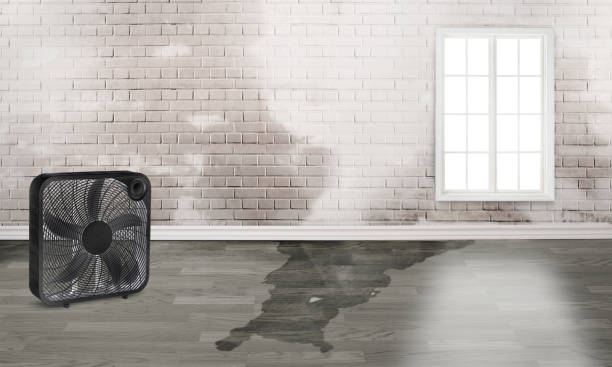 Best Basement water damage restoration  in Burbank, CA